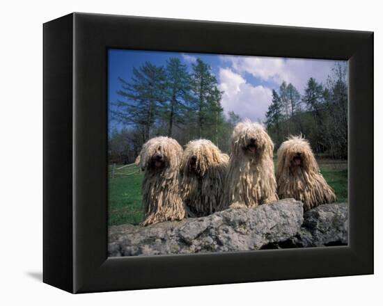 Domestic Dogs, Four Pulik / Hungarian Water Dogs Sitting Together on a Rock-Adriano Bacchella-Framed Premier Image Canvas