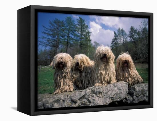 Domestic Dogs, Four Pulik / Hungarian Water Dogs Sitting Together on a Rock-Adriano Bacchella-Framed Premier Image Canvas