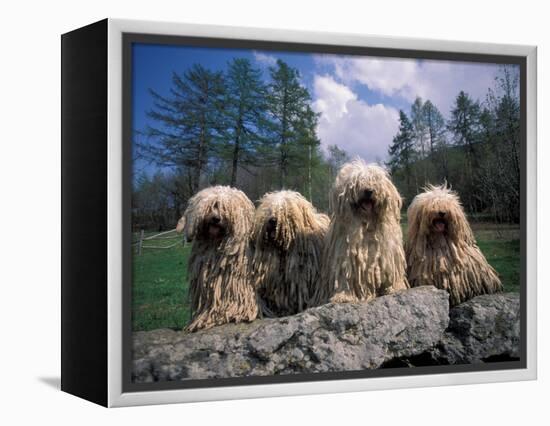 Domestic Dogs, Four Pulik / Hungarian Water Dogs Sitting Together on a Rock-Adriano Bacchella-Framed Premier Image Canvas