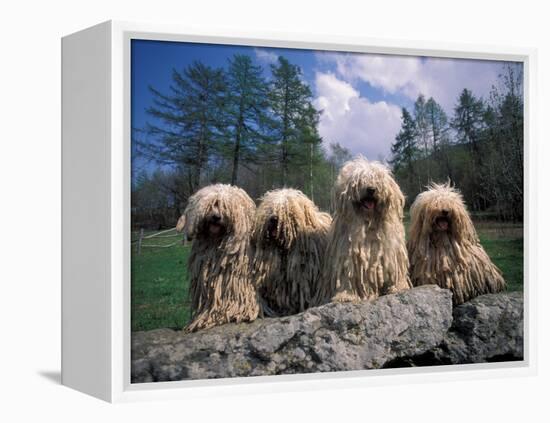 Domestic Dogs, Four Pulik / Hungarian Water Dogs Sitting Together on a Rock-Adriano Bacchella-Framed Premier Image Canvas