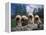 Domestic Dogs, Four Pulik / Hungarian Water Dogs Sitting Together on a Rock-Adriano Bacchella-Framed Premier Image Canvas