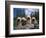 Domestic Dogs, Four Pulik / Hungarian Water Dogs Sitting Together on a Rock-Adriano Bacchella-Framed Premium Photographic Print