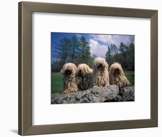 Domestic Dogs, Four Pulik / Hungarian Water Dogs Sitting Together on a Rock-Adriano Bacchella-Framed Premium Photographic Print