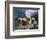 Domestic Dogs, Four Pulik / Hungarian Water Dogs Sitting Together on a Rock-Adriano Bacchella-Framed Premium Photographic Print