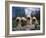 Domestic Dogs, Four Pulik / Hungarian Water Dogs Sitting Together on a Rock-Adriano Bacchella-Framed Photographic Print