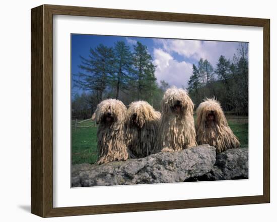 Domestic Dogs, Four Pulik / Hungarian Water Dogs Sitting Together on a Rock-Adriano Bacchella-Framed Photographic Print