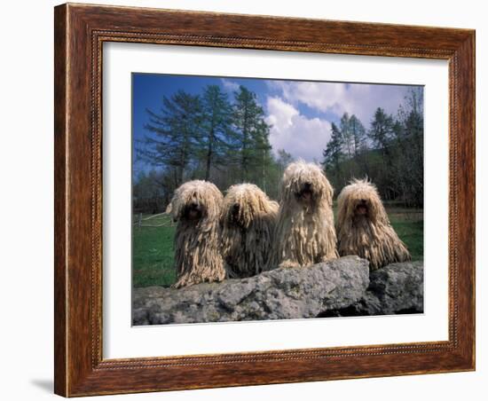 Domestic Dogs, Four Pulik / Hungarian Water Dogs Sitting Together on a Rock-Adriano Bacchella-Framed Photographic Print