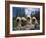 Domestic Dogs, Four Pulik / Hungarian Water Dogs Sitting Together on a Rock-Adriano Bacchella-Framed Photographic Print