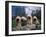 Domestic Dogs, Four Pulik / Hungarian Water Dogs Sitting Together on a Rock-Adriano Bacchella-Framed Photographic Print