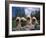 Domestic Dogs, Four Pulik / Hungarian Water Dogs Sitting Together on a Rock-Adriano Bacchella-Framed Photographic Print