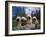 Domestic Dogs, Four Pulik / Hungarian Water Dogs Sitting Together on a Rock-Adriano Bacchella-Framed Photographic Print
