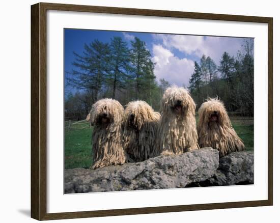 Domestic Dogs, Four Pulik / Hungarian Water Dogs Sitting Together on a Rock-Adriano Bacchella-Framed Photographic Print