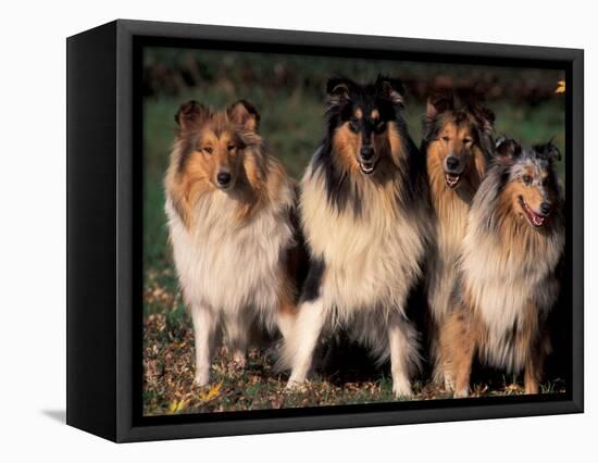 Domestic Dogs, Four Rough Collies Sitting Together-Adriano Bacchella-Framed Premier Image Canvas