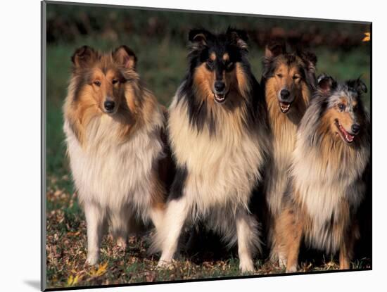 Domestic Dogs, Four Rough Collies Sitting Together-Adriano Bacchella-Mounted Photographic Print