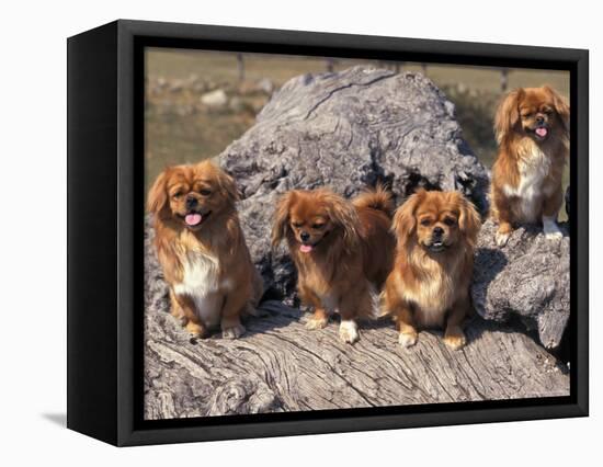 Domestic Dogs, Four Tibetan Spaniels on Rocks-Adriano Bacchella-Framed Premier Image Canvas