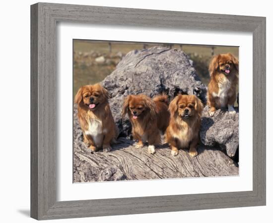 Domestic Dogs, Four Tibetan Spaniels on Rocks-Adriano Bacchella-Framed Photographic Print