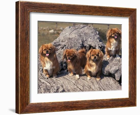 Domestic Dogs, Four Tibetan Spaniels on Rocks-Adriano Bacchella-Framed Photographic Print