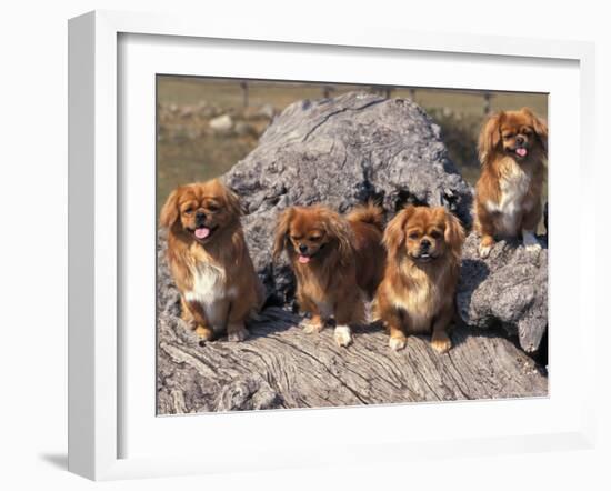 Domestic Dogs, Four Tibetan Spaniels on Rocks-Adriano Bacchella-Framed Photographic Print