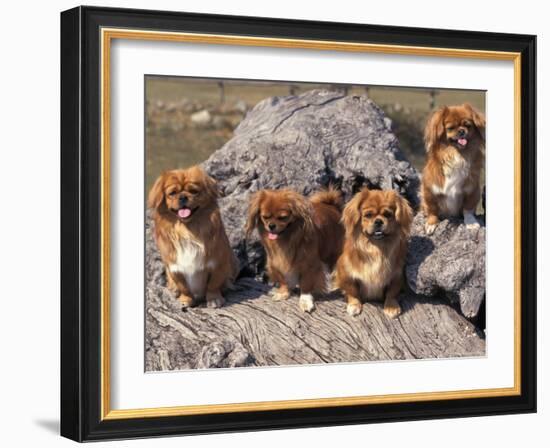 Domestic Dogs, Four Tibetan Spaniels on Rocks-Adriano Bacchella-Framed Photographic Print