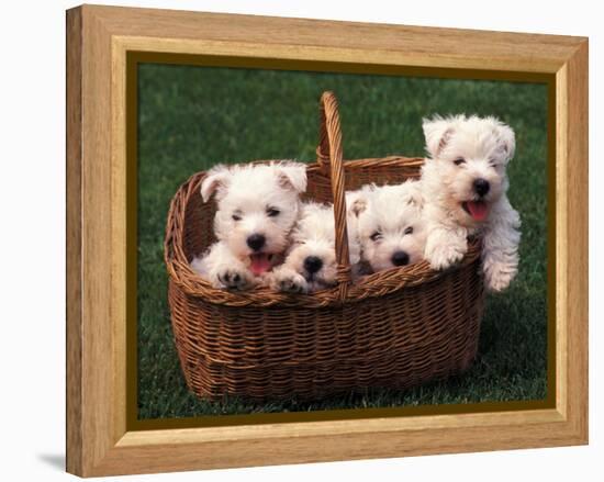 Domestic Dogs, Four West Highland Terrier / Westie Puppies in a Basket-Adriano Bacchella-Framed Premier Image Canvas