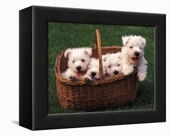 Domestic Dogs, Four West Highland Terrier / Westie Puppies in a Basket-Adriano Bacchella-Framed Premier Image Canvas