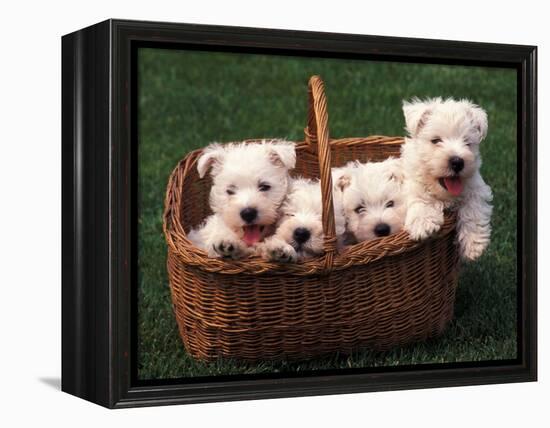 Domestic Dogs, Four West Highland Terrier / Westie Puppies in a Basket-Adriano Bacchella-Framed Premier Image Canvas