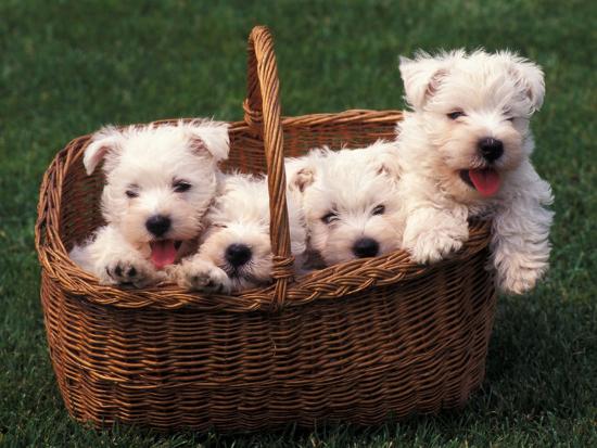 Domestic Dogs Four West Highland Terrier Westie Puppies In A Basket Photographic Print Adriano Bacchella Art Com