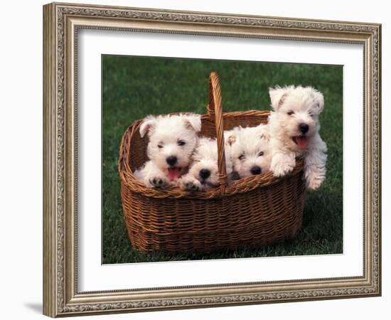 Domestic Dogs, Four West Highland Terrier / Westie Puppies in a Basket-Adriano Bacchella-Framed Photographic Print