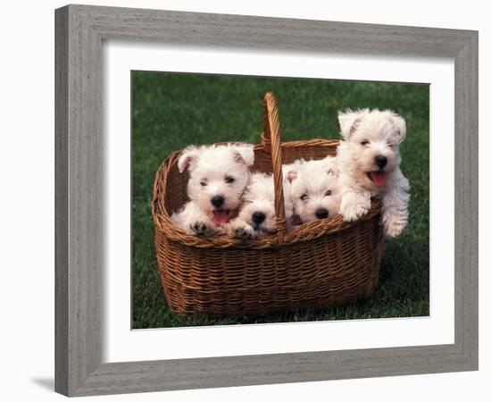 Domestic Dogs, Four West Highland Terrier / Westie Puppies in a Basket-Adriano Bacchella-Framed Photographic Print