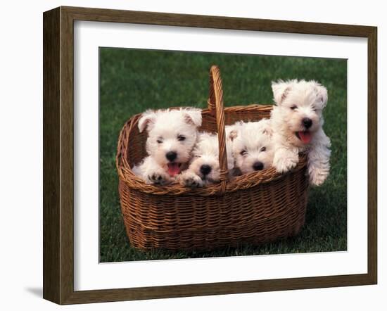 Domestic Dogs, Four West Highland Terrier / Westie Puppies in a Basket-Adriano Bacchella-Framed Photographic Print