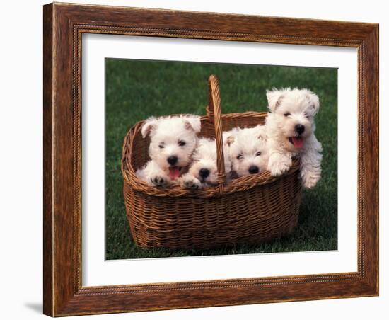 Domestic Dogs, Four West Highland Terrier / Westie Puppies in a Basket-Adriano Bacchella-Framed Photographic Print