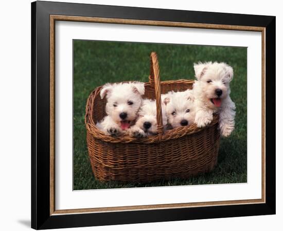 Domestic Dogs, Four West Highland Terrier / Westie Puppies in a Basket-Adriano Bacchella-Framed Photographic Print