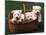 Domestic Dogs, Four West Highland Terrier / Westie Puppies in a Basket-Adriano Bacchella-Mounted Photographic Print