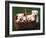 Domestic Dogs, Four West Highland Terrier / Westie Puppies in a Basket-Adriano Bacchella-Framed Photographic Print