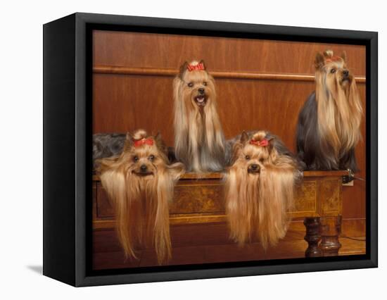 Domestic Dogs, Four Yorkshire Terriers on a Table with Hair Tied up and Very Long Hair-Adriano Bacchella-Framed Premier Image Canvas