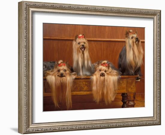 Domestic Dogs, Four Yorkshire Terriers on a Table with Hair Tied up and Very Long Hair-Adriano Bacchella-Framed Photographic Print