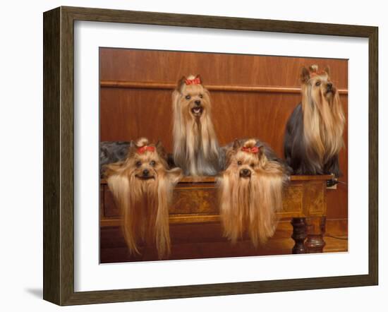 Domestic Dogs, Four Yorkshire Terriers on a Table with Hair Tied up and Very Long Hair-Adriano Bacchella-Framed Photographic Print