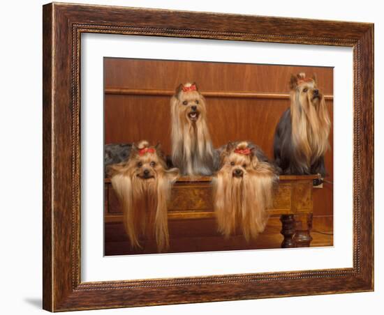 Domestic Dogs, Four Yorkshire Terriers on a Table with Hair Tied up and Very Long Hair-Adriano Bacchella-Framed Photographic Print