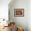 Domestic Dogs, Four Yorkshire Terriers on a Table with Hair Tied up and Very Long Hair-Adriano Bacchella-Framed Photographic Print displayed on a wall