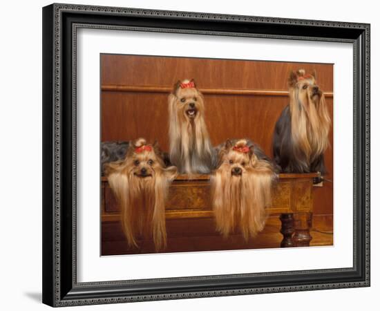 Domestic Dogs, Four Yorkshire Terriers on a Table with Hair Tied up and Very Long Hair-Adriano Bacchella-Framed Photographic Print