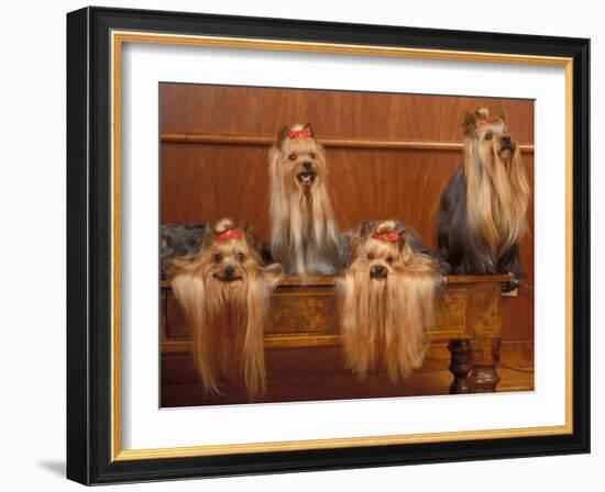 Domestic Dogs, Four Yorkshire Terriers on a Table with Hair Tied up and Very Long Hair-Adriano Bacchella-Framed Photographic Print