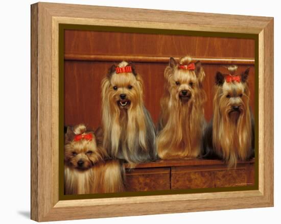 Domestic Dogs, Four Yorkshire Terriers Sitting / Lying Down-Adriano Bacchella-Framed Premier Image Canvas