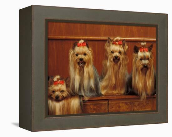 Domestic Dogs, Four Yorkshire Terriers Sitting / Lying Down-Adriano Bacchella-Framed Premier Image Canvas