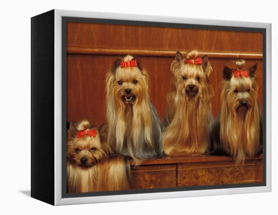 Domestic Dogs, Four Yorkshire Terriers Sitting / Lying Down-Adriano Bacchella-Framed Premier Image Canvas