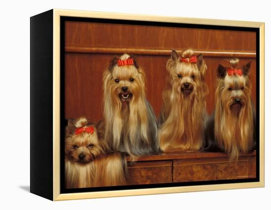 Domestic Dogs, Four Yorkshire Terriers Sitting / Lying Down-Adriano Bacchella-Framed Premier Image Canvas