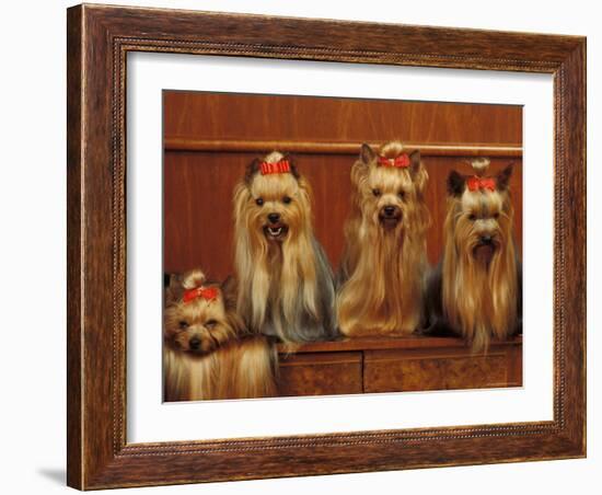 Domestic Dogs, Four Yorkshire Terriers Sitting / Lying Down-Adriano Bacchella-Framed Photographic Print