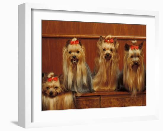 Domestic Dogs, Four Yorkshire Terriers Sitting / Lying Down-Adriano Bacchella-Framed Photographic Print