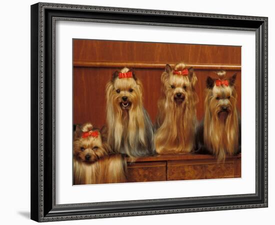 Domestic Dogs, Four Yorkshire Terriers Sitting / Lying Down-Adriano Bacchella-Framed Photographic Print