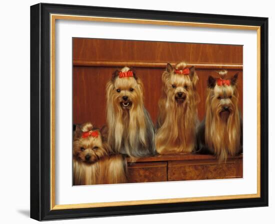 Domestic Dogs, Four Yorkshire Terriers Sitting / Lying Down-Adriano Bacchella-Framed Photographic Print