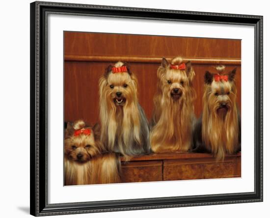 Domestic Dogs, Four Yorkshire Terriers Sitting / Lying Down-Adriano Bacchella-Framed Photographic Print